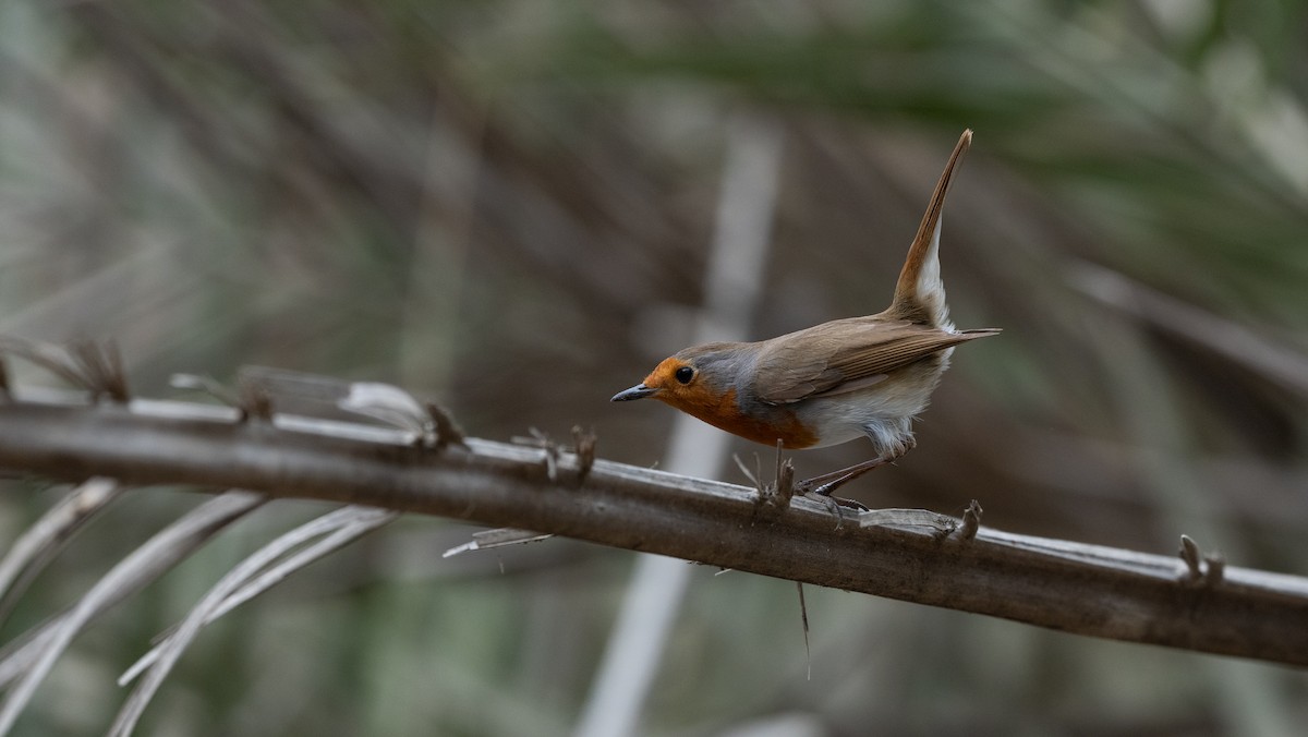 European Robin - ML645988565