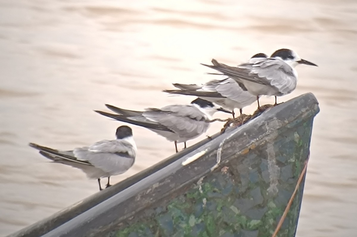 Common Tern - ML645988566