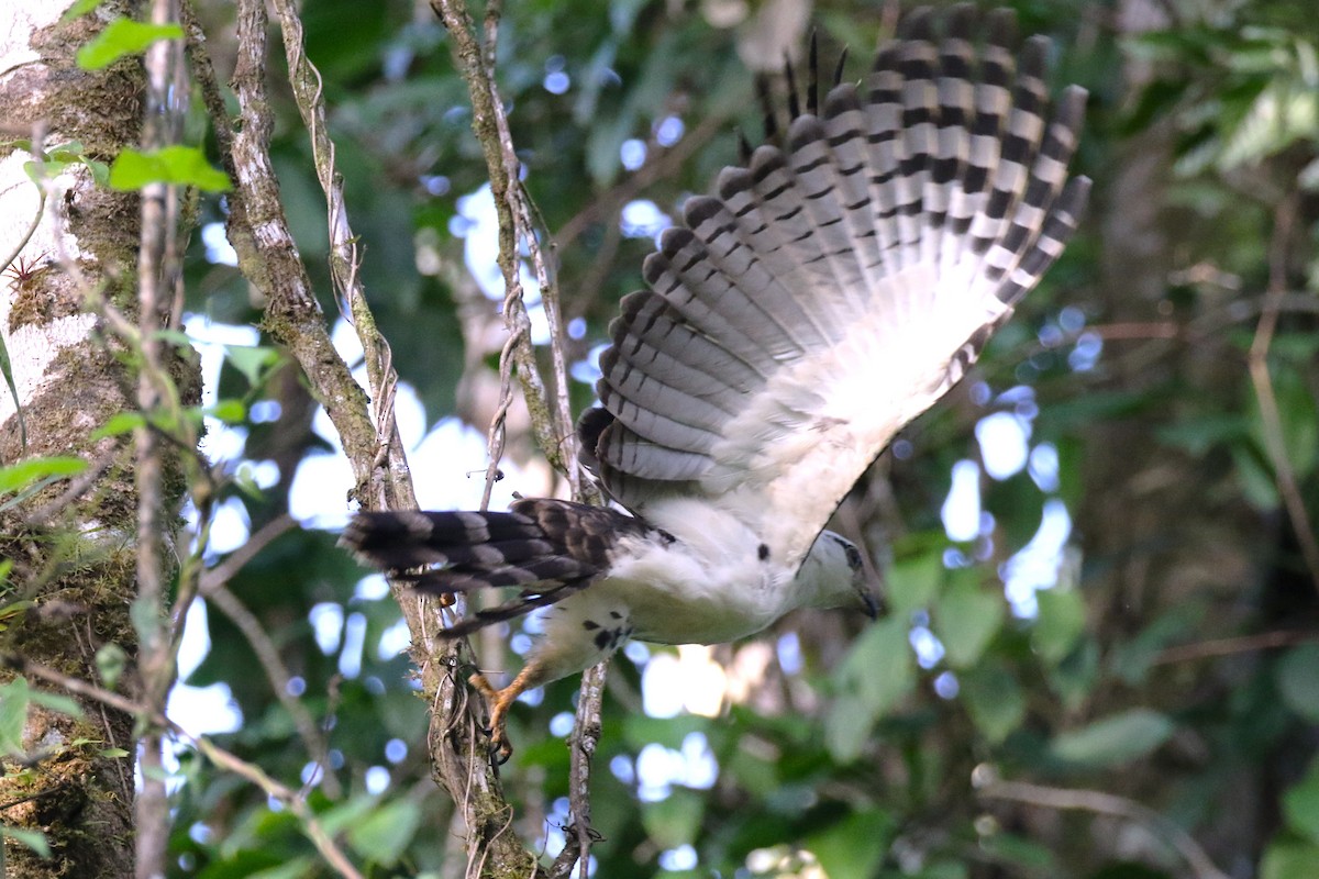Gray-headed Kite - ML645988567