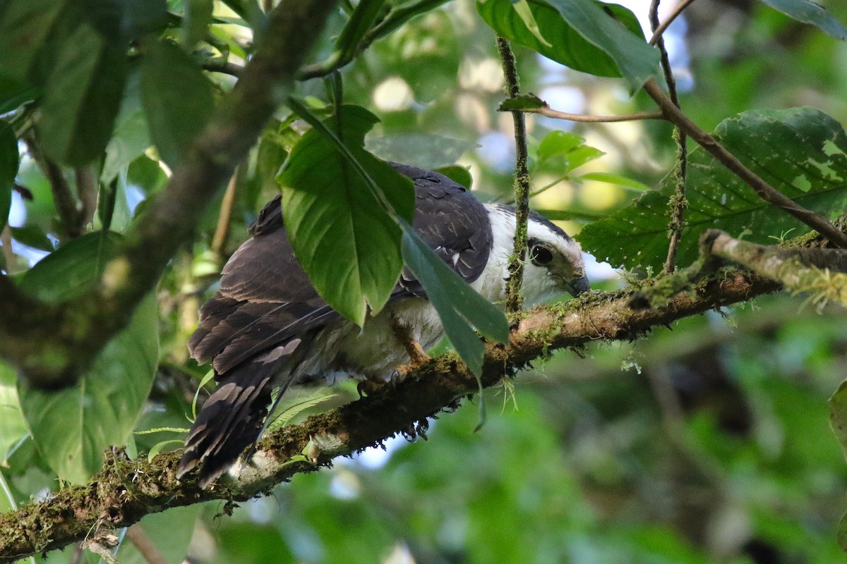 Gray-headed Kite - ML645988568