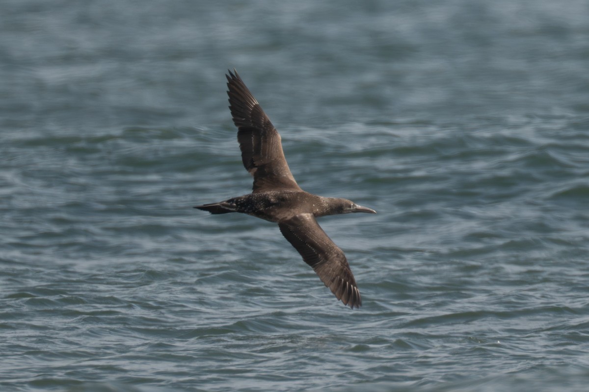 Northern Gannet - ML645988569