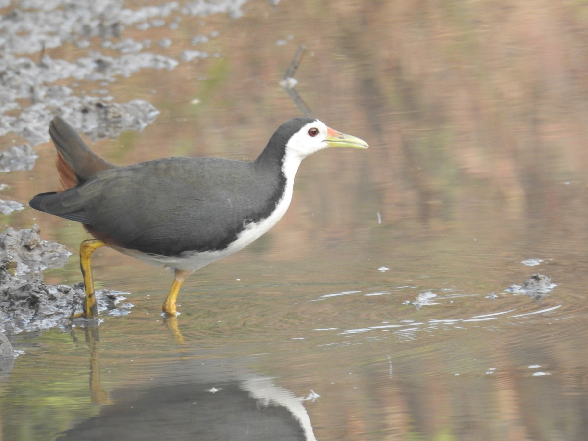 White-breasted Waterhen - ML645988570