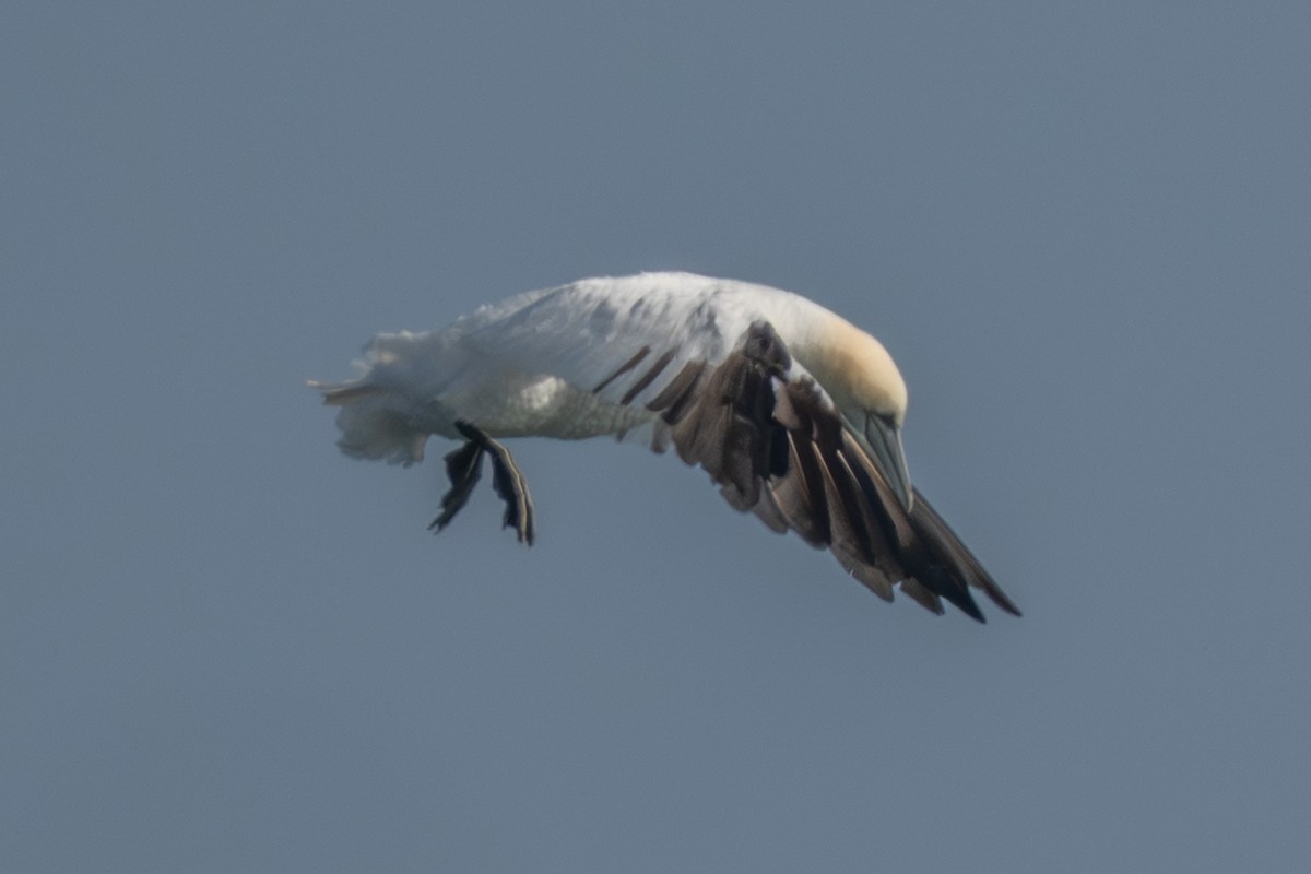 Northern Gannet - ML645988571