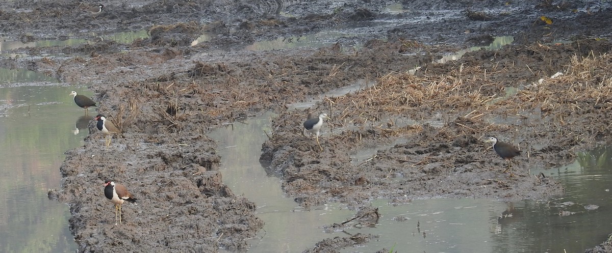 White-breasted Waterhen - ML645988572