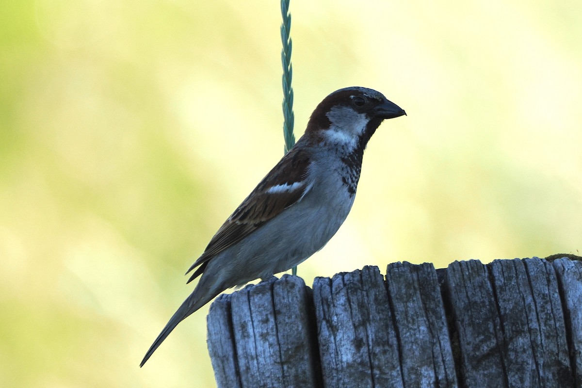 Gorrión Común - ML645988574