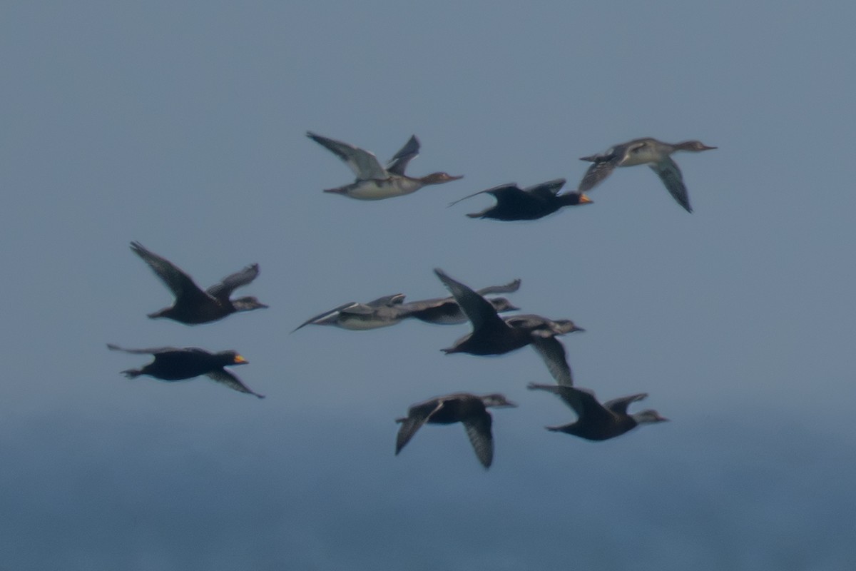 Black Scoter - ML645988575