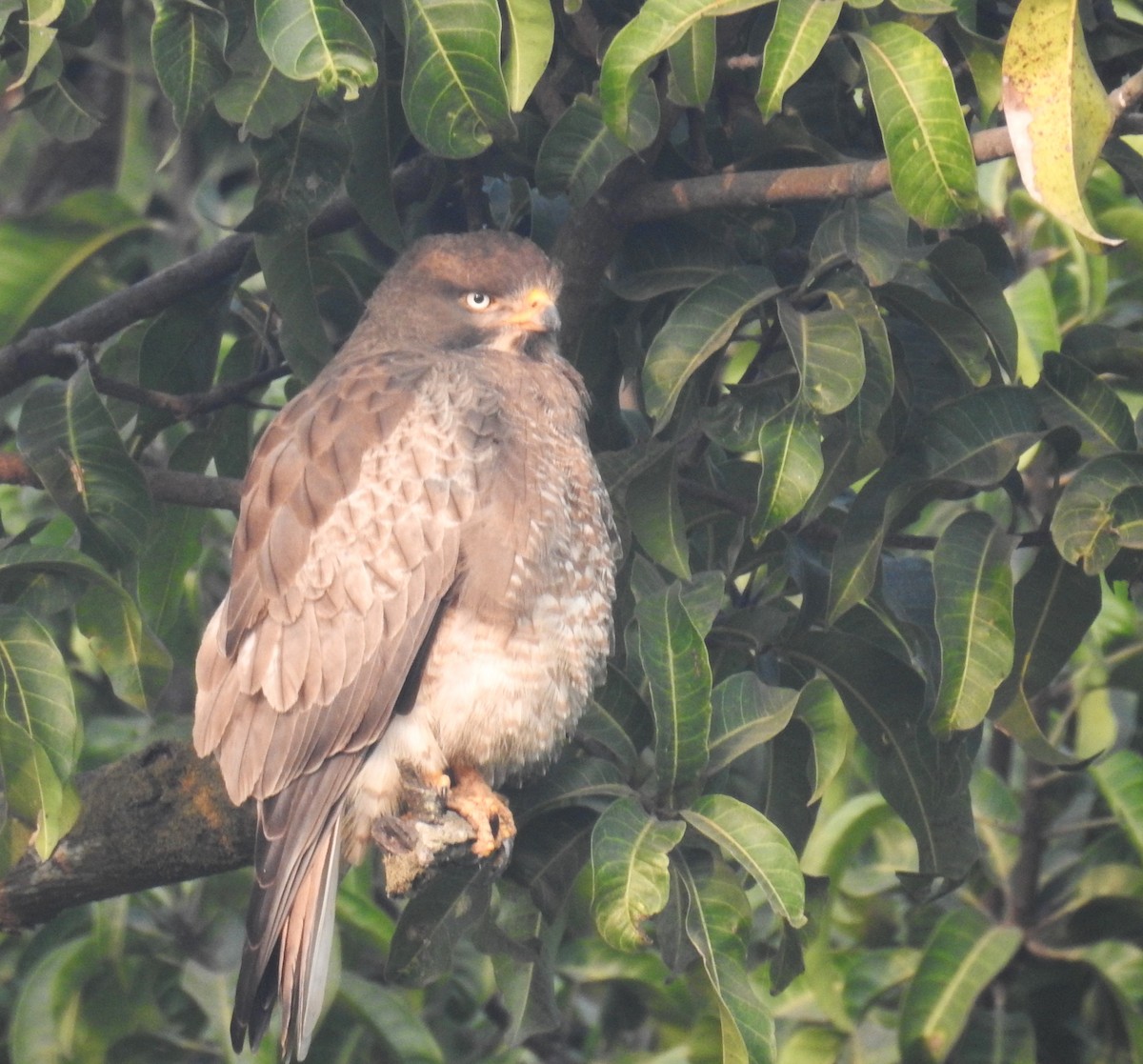 White-eyed Buzzard - ML645988578