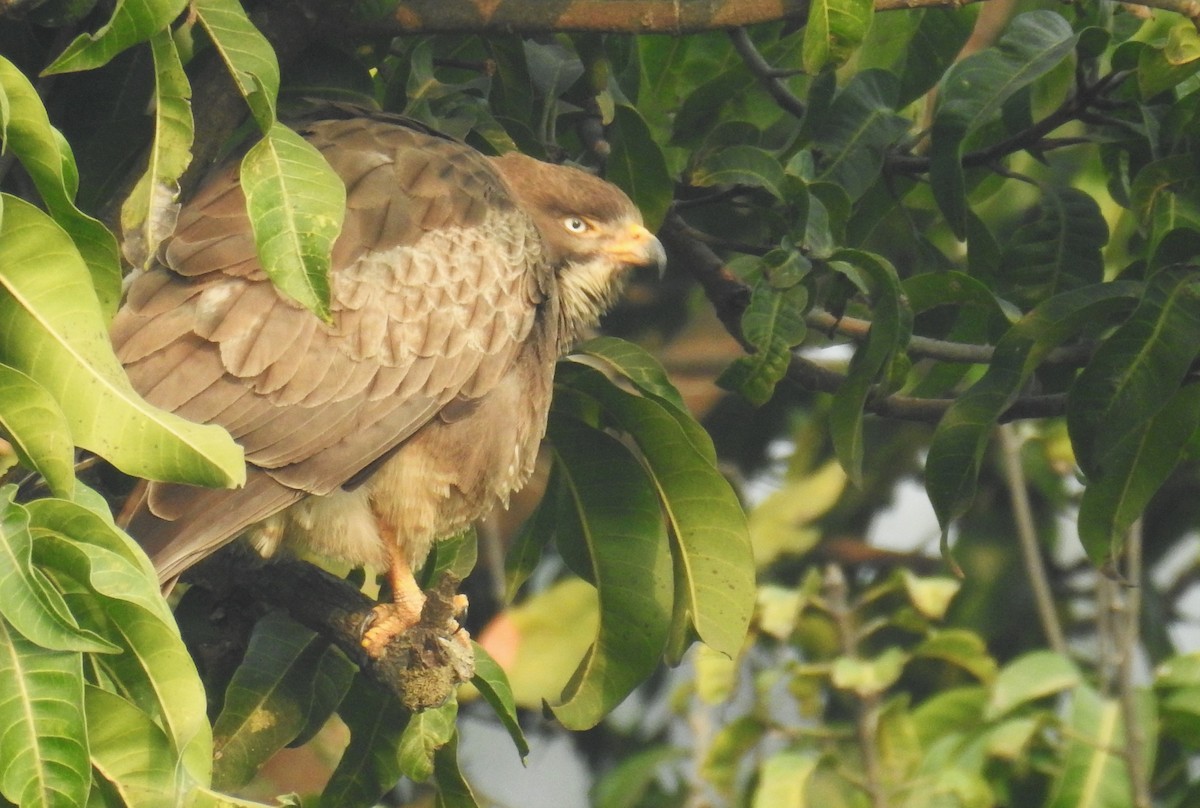 White-eyed Buzzard - ML645988579