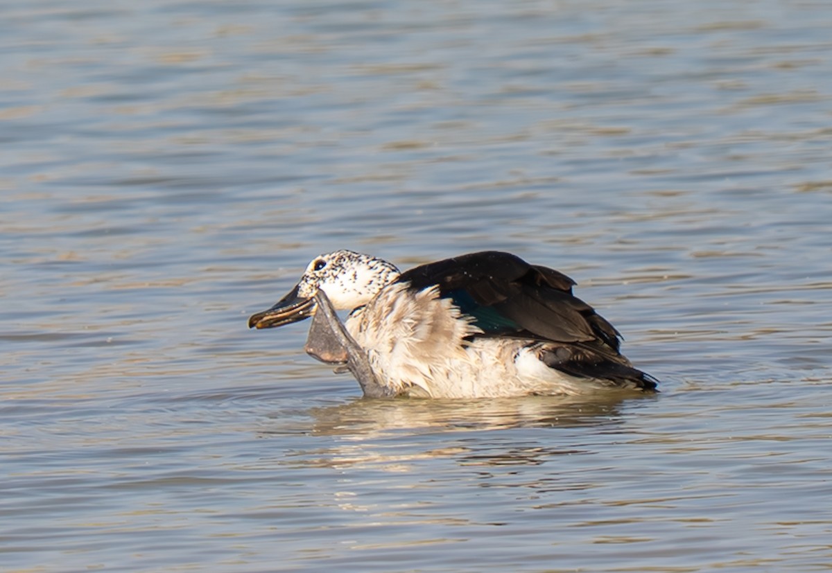 Knob-billed Duck - ML645988580