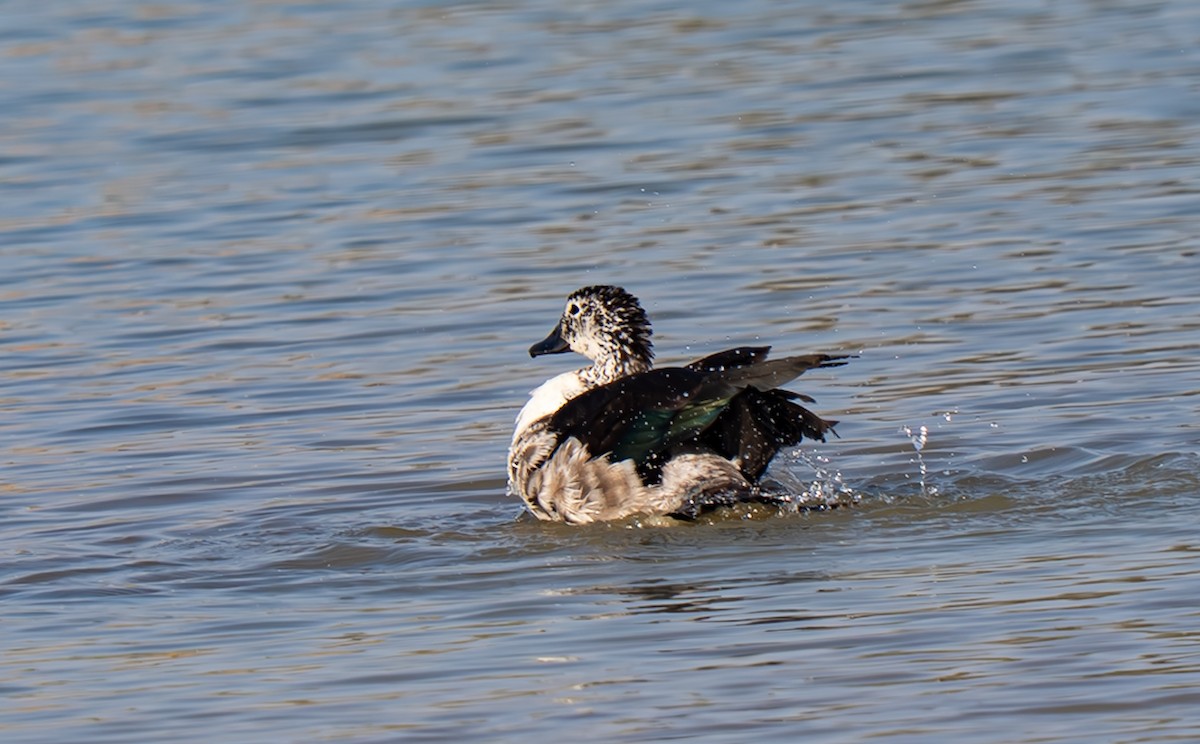Knob-billed Duck - ML645988581