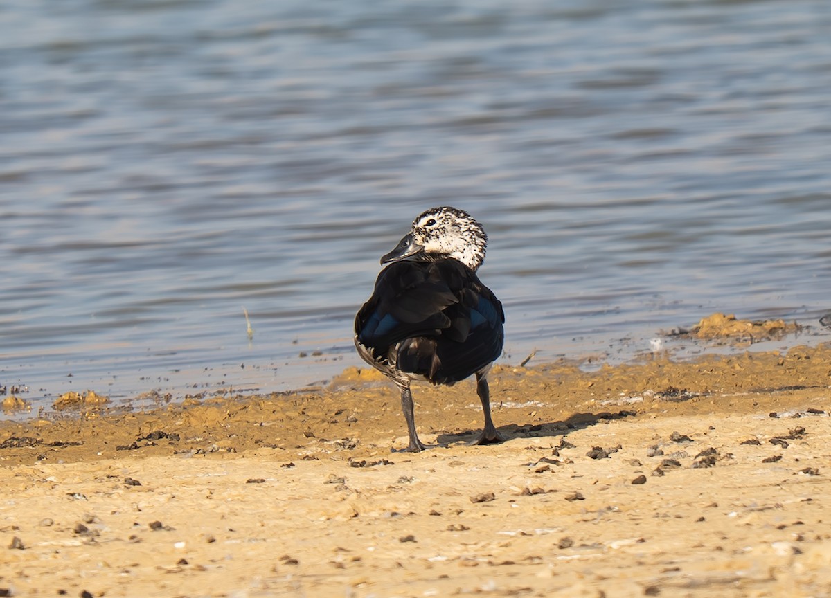 Knob-billed Duck - ML645988582