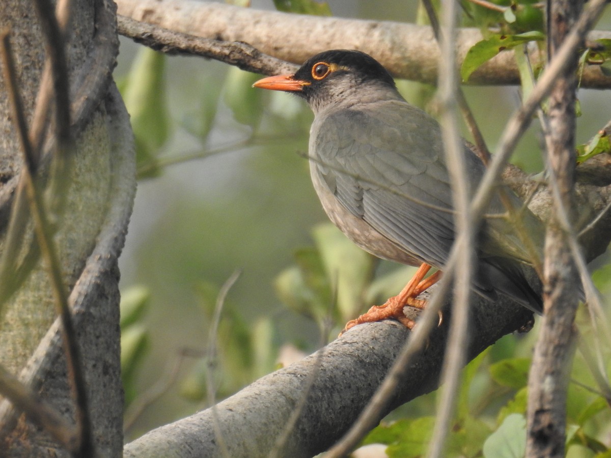 Indian Blackbird - ML645988585