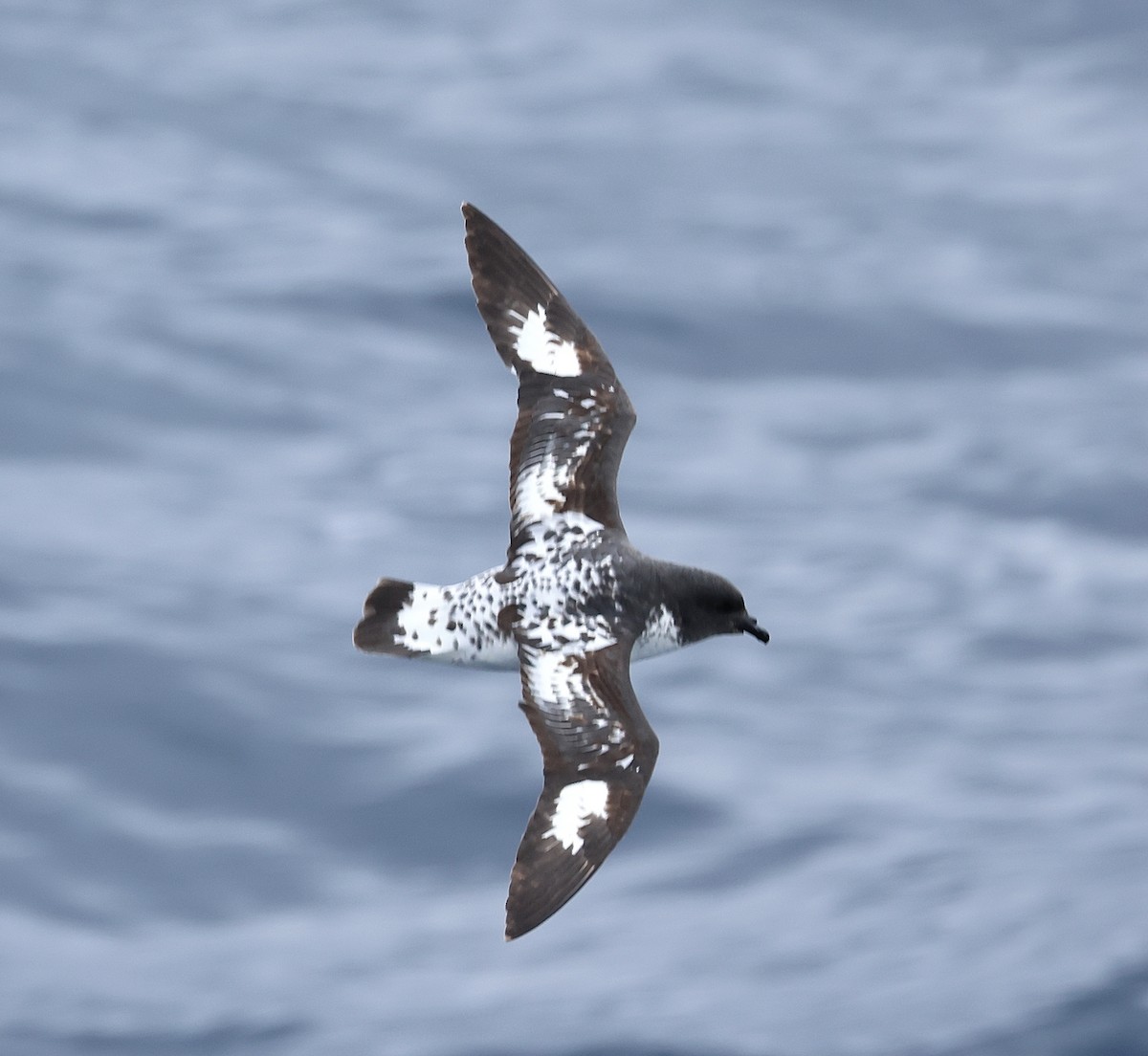 Pintado Petrel (Antarctic) - ML645988589