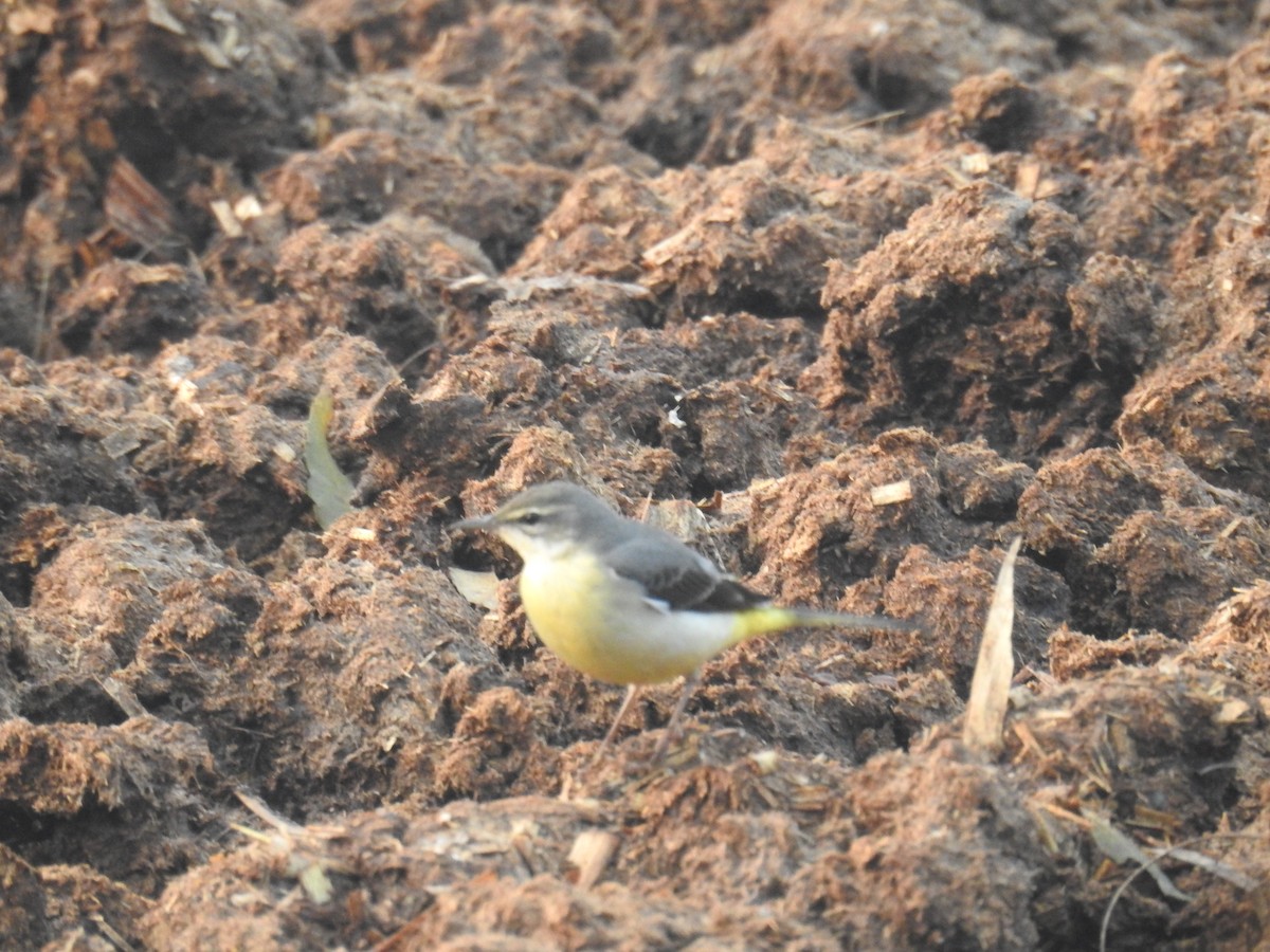 Buztanikara horia - ML645988590