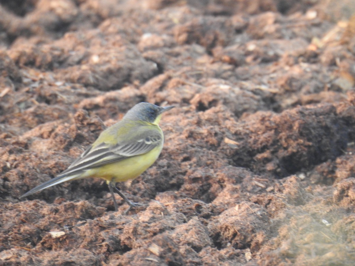 Larre-buztanikara - ML645988597