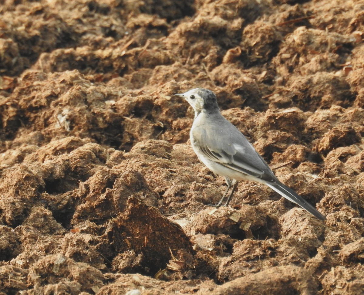 Buztanikara zuria - ML645988599