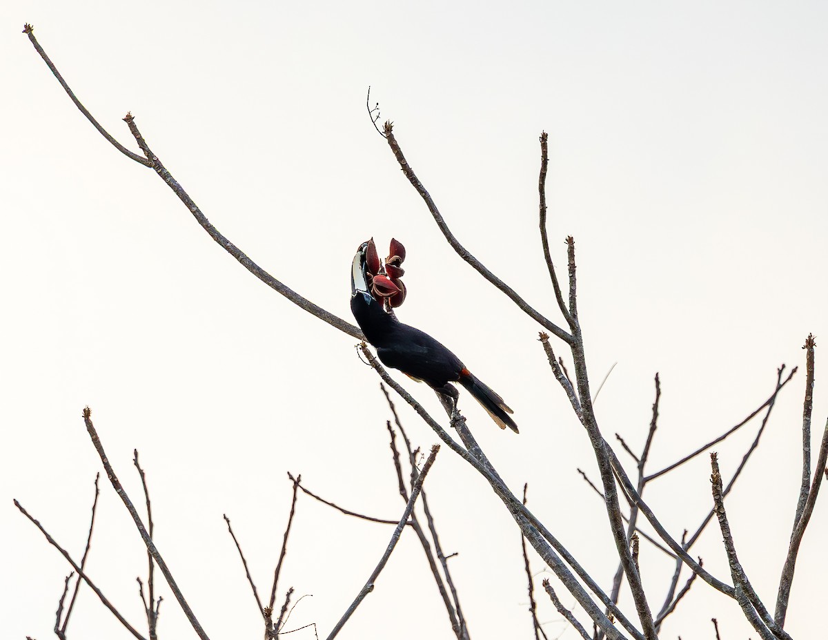 Black-necked Aracari - ML645988600