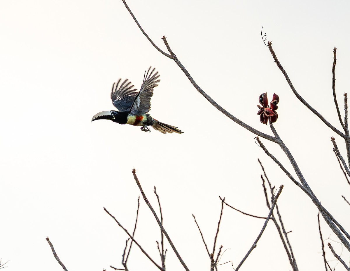 Black-necked Aracari - ML645988601