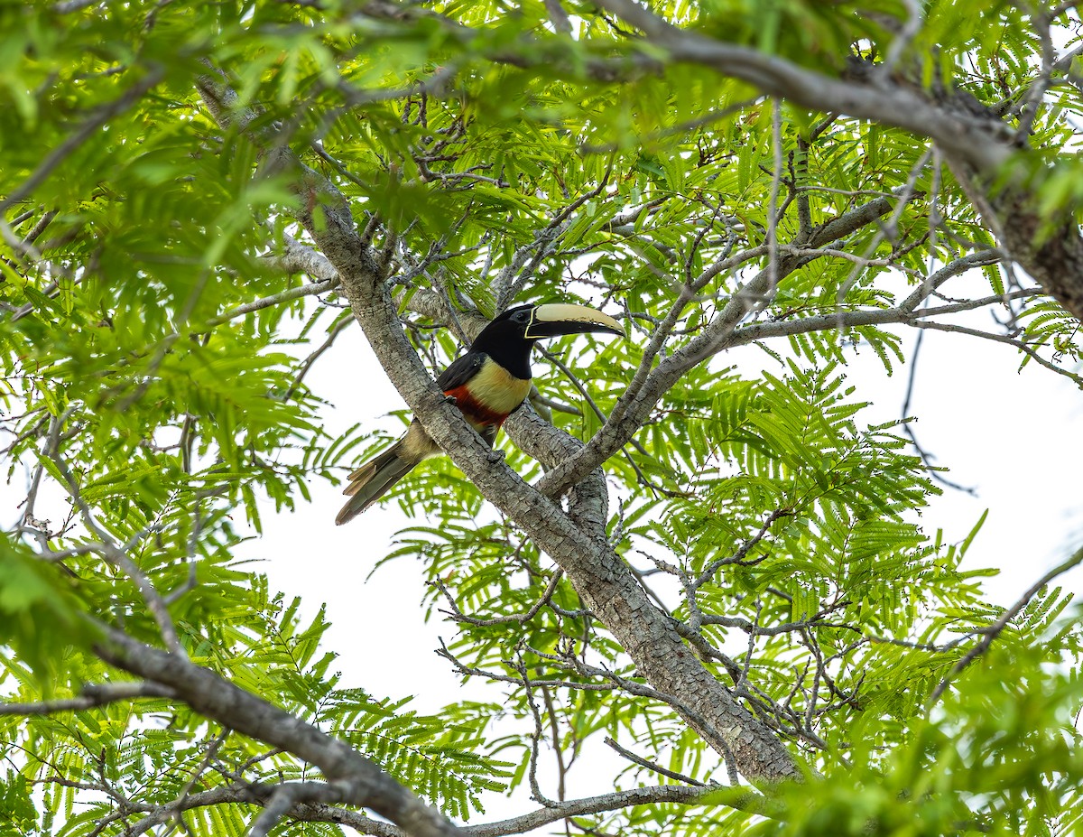 Black-necked Aracari - ML645988602