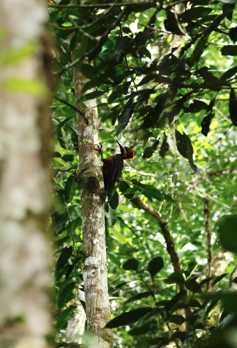 Crimson-bellied Woodpecker - ML645988605