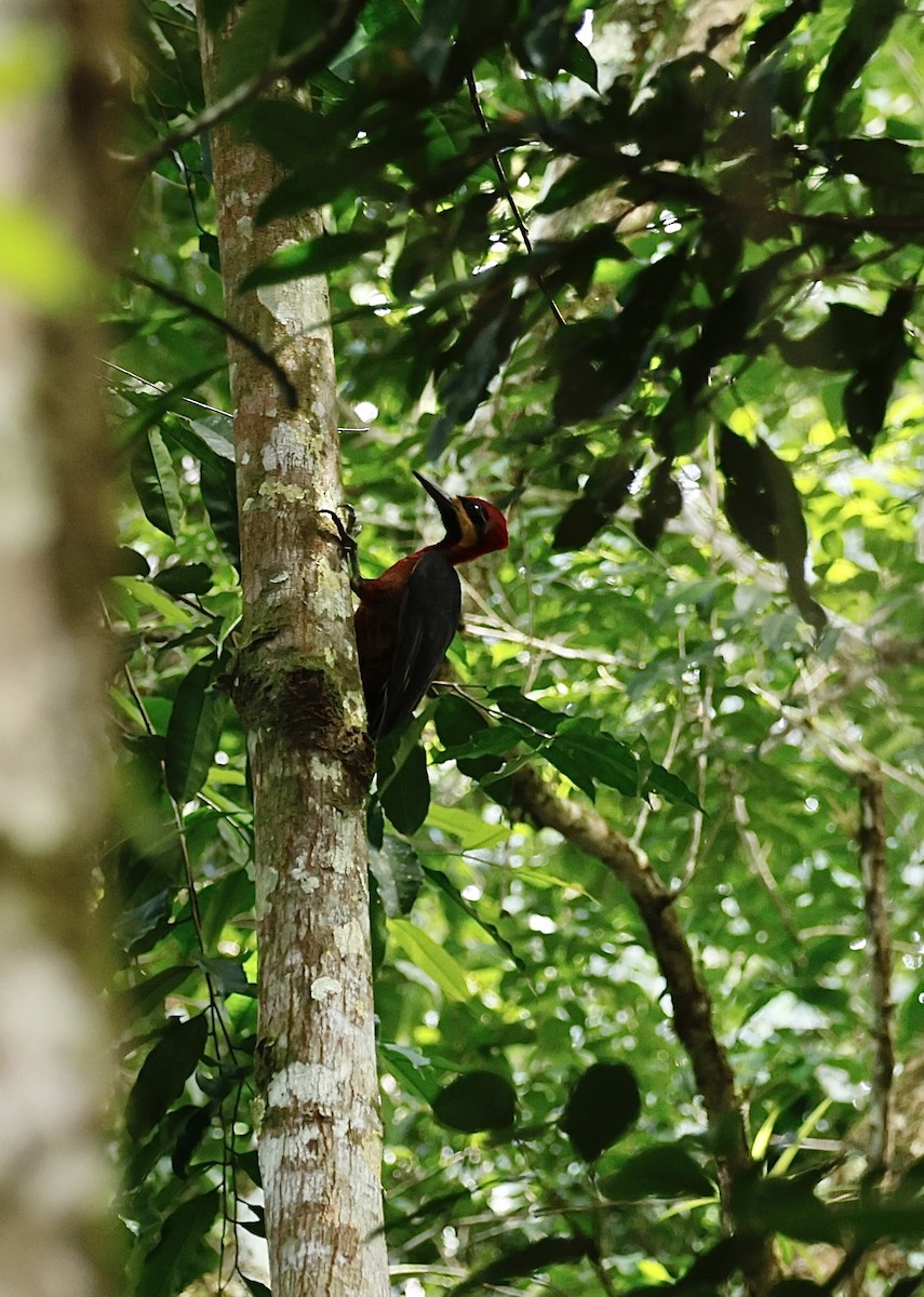 Crimson-bellied Woodpecker - ML645988606