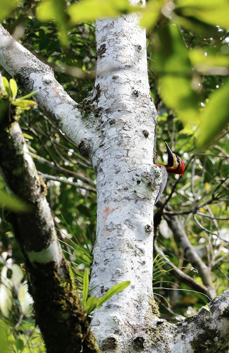 Crimson-bellied Woodpecker - ML645988607