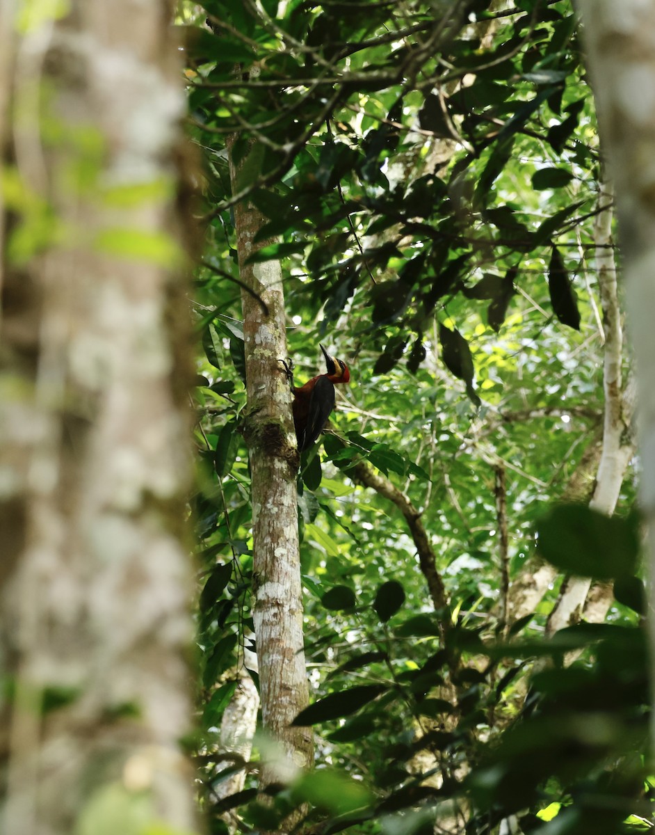 Crimson-bellied Woodpecker - ML645988608