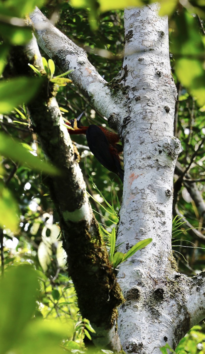 Crimson-bellied Woodpecker - ML645988609