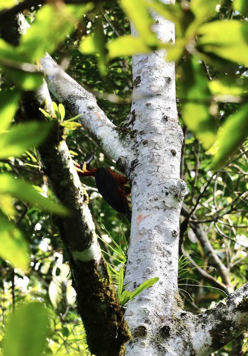 Crimson-bellied Woodpecker - ML645988610