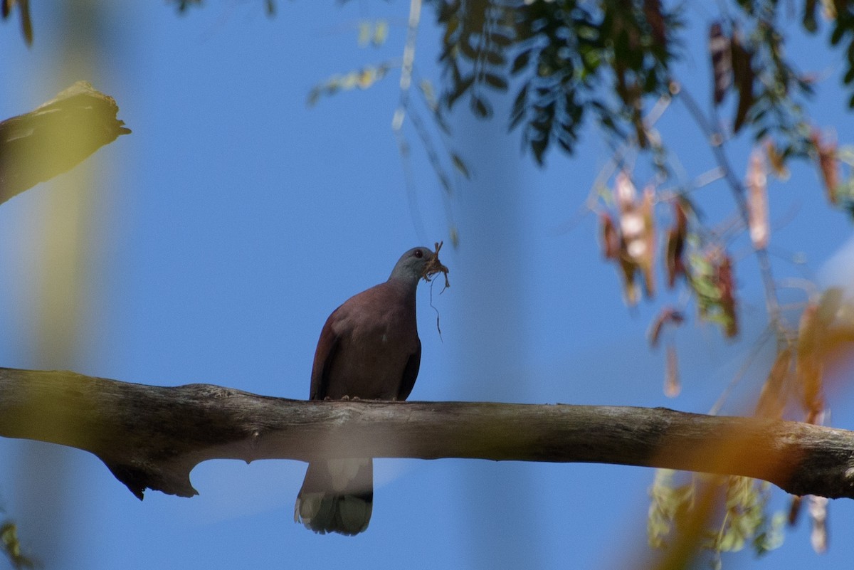 Malagasy Turtle-Dove - ML645988611