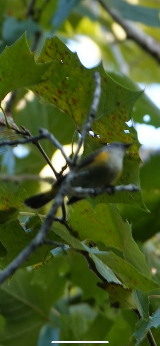 American Redstart - ML645988613
