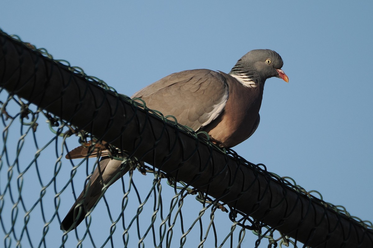 Pagausoa - ML645988617