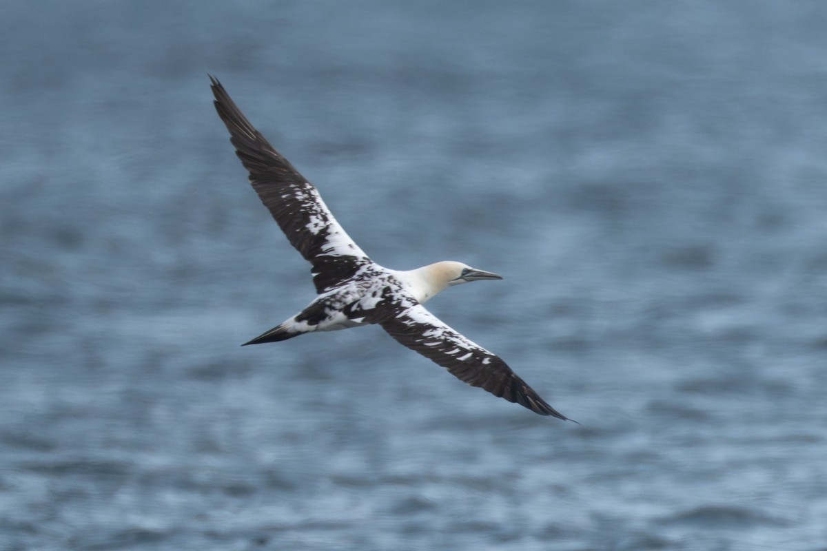 Zanga arrunta - ML645988621