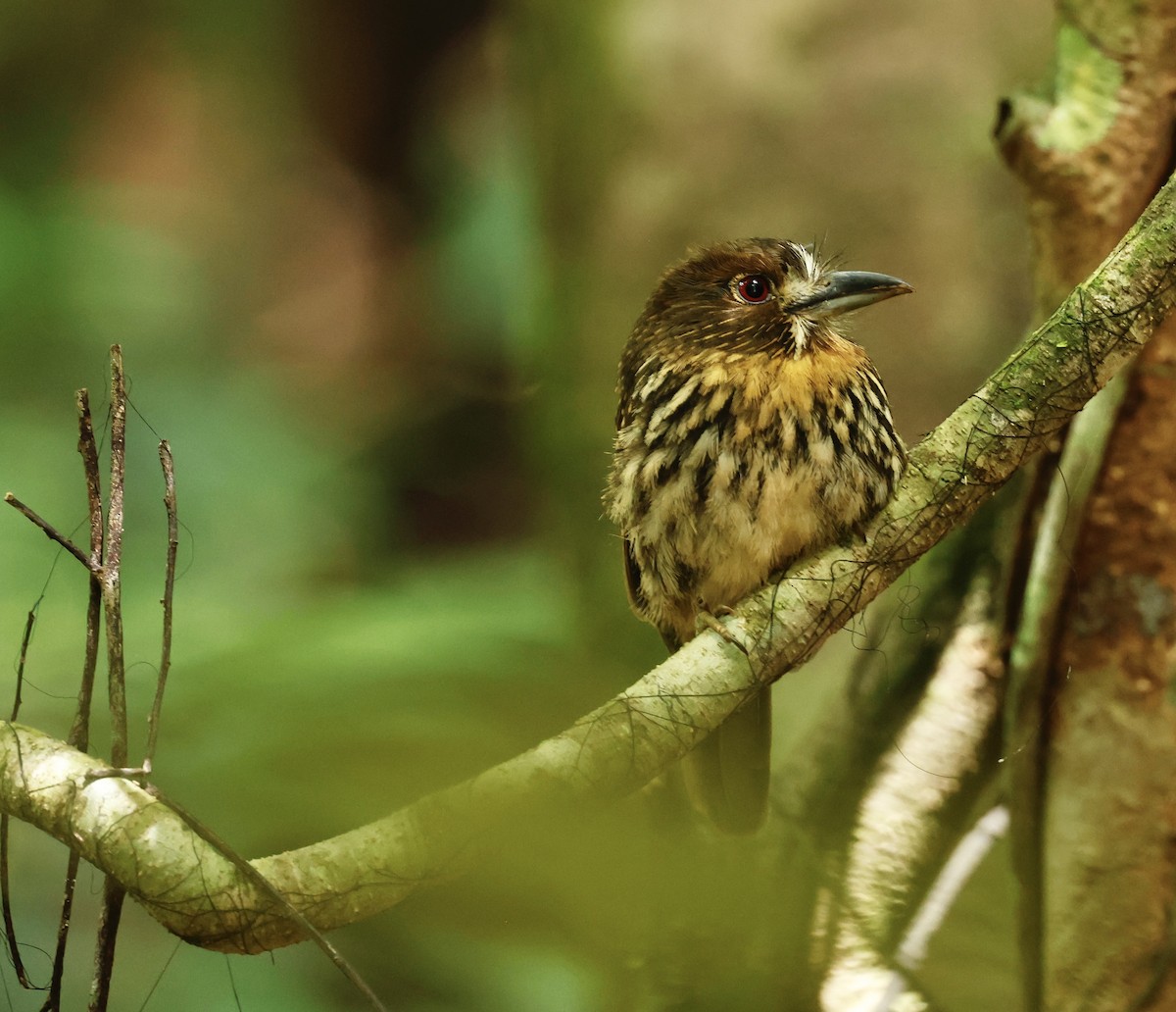 White-whiskered Puffbird - ML645988622