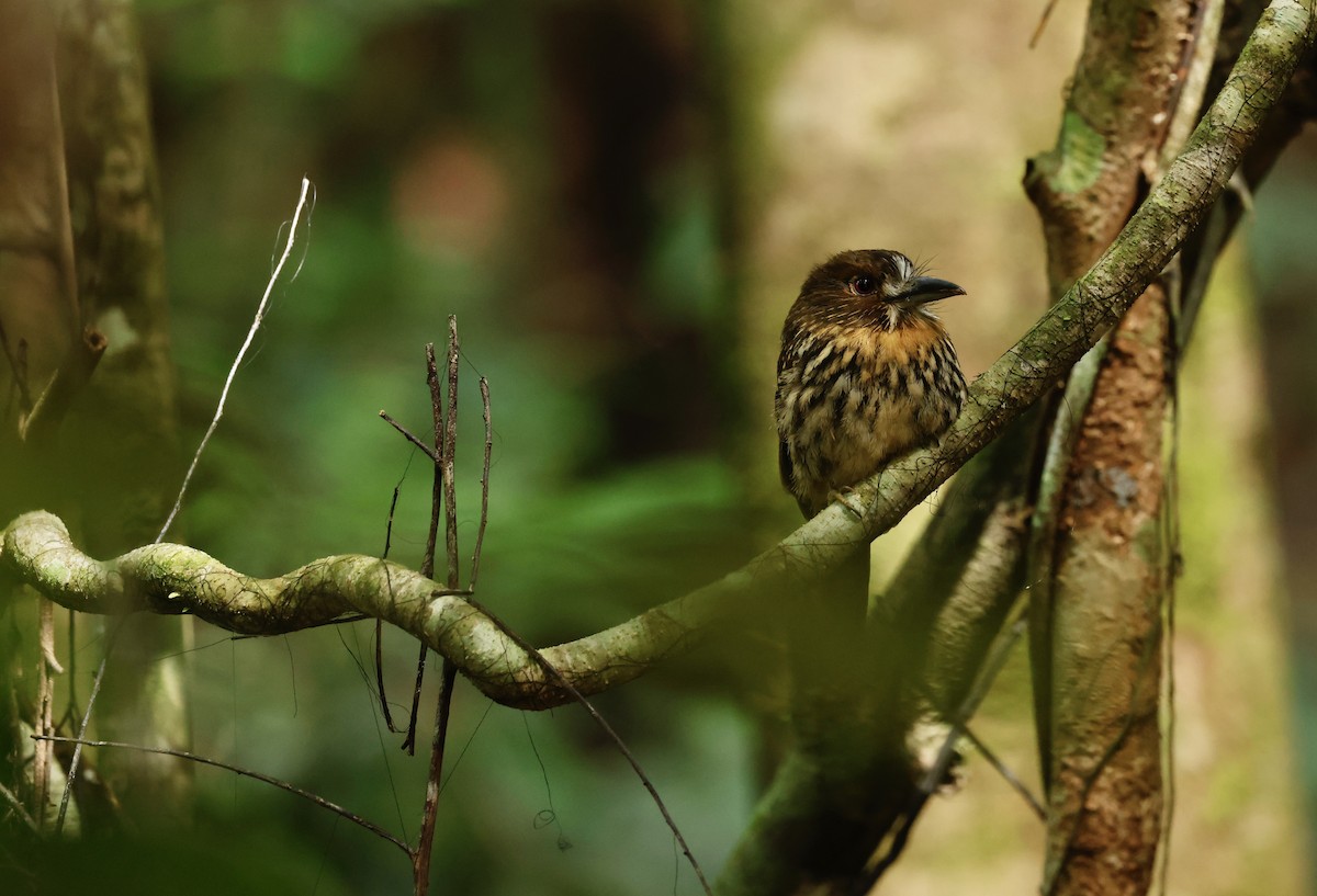 White-whiskered Puffbird - ML645988624