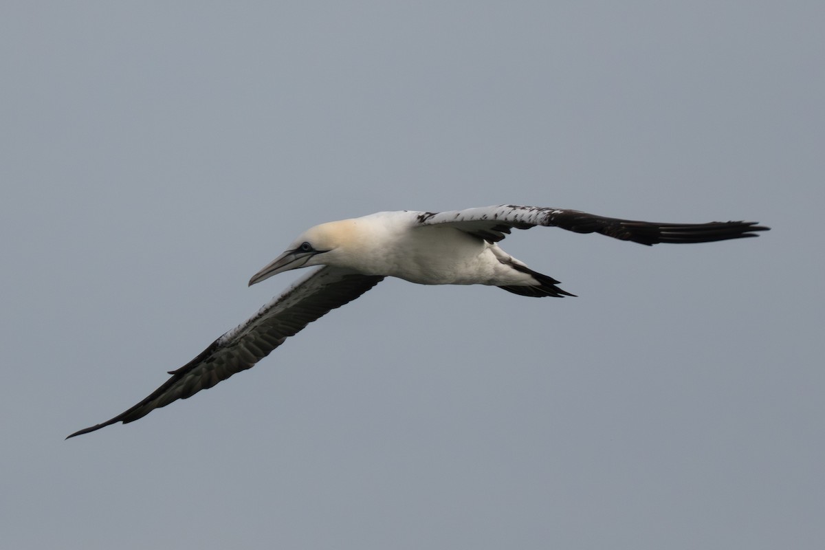 Zanga arrunta - ML645988625