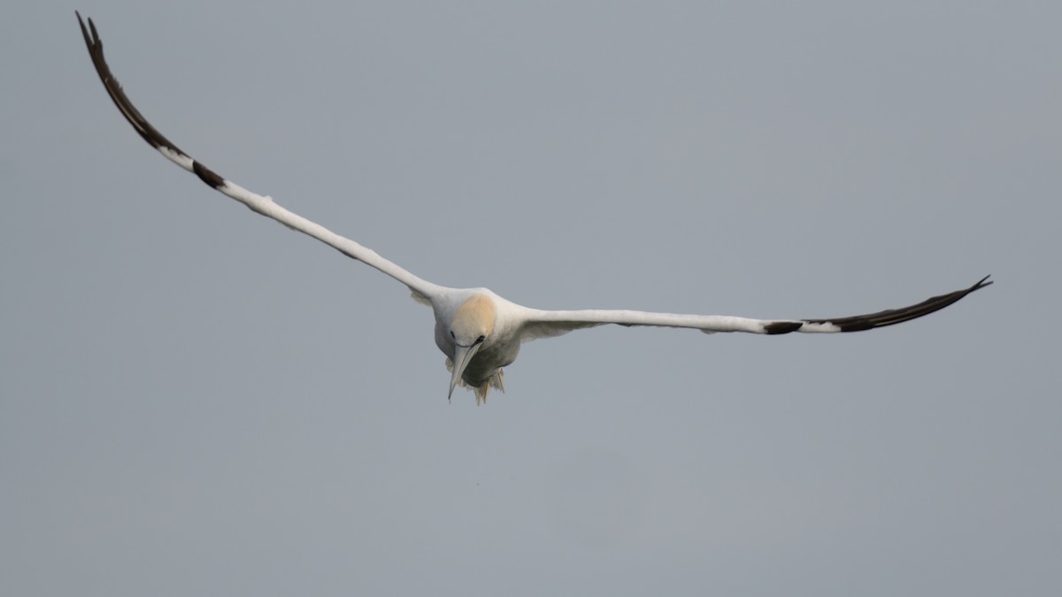 Zanga arrunta - ML645988626