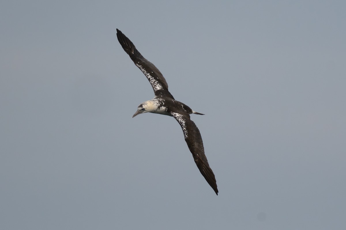 Zanga arrunta - ML645988629