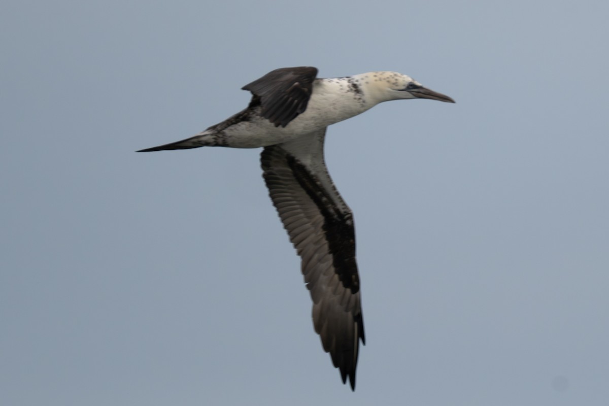 Northern Gannet - ML645988633