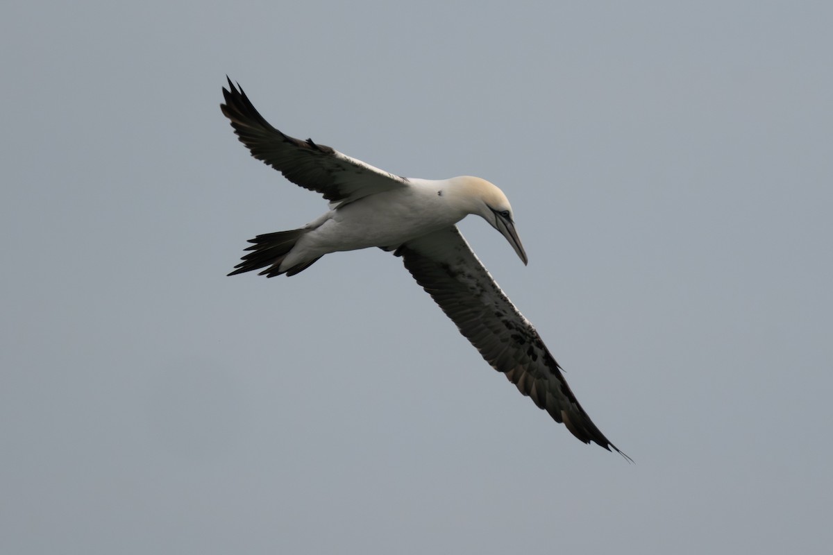 Northern Gannet - ML645988634