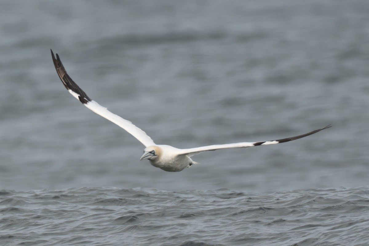 Северная олуша - ML645988637