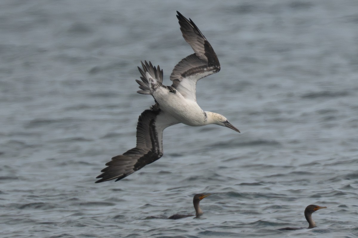 Северная олуша - ML645988639