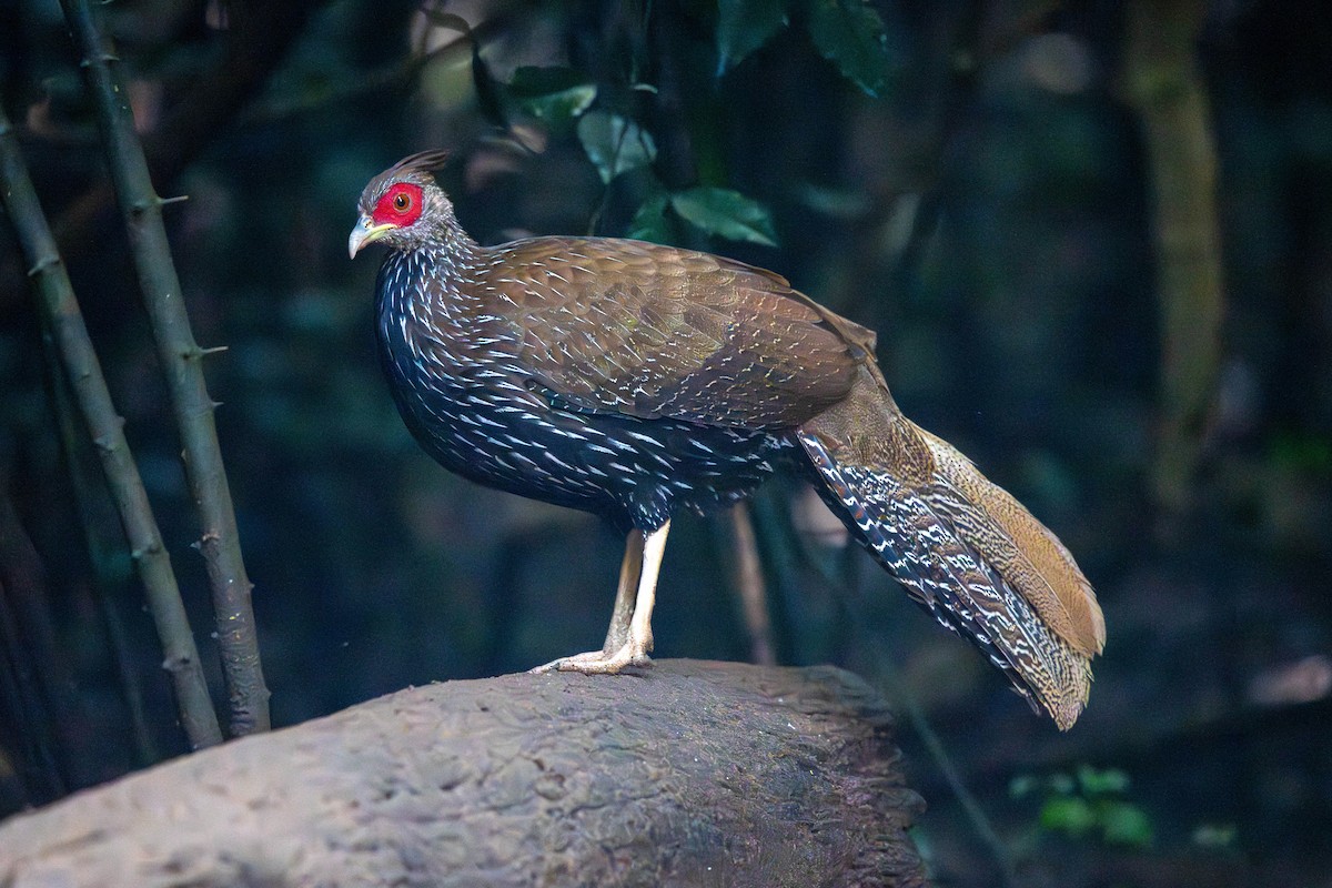 Калидж - ML645988640