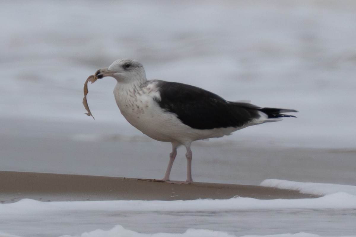 Морская чайка - ML645988642