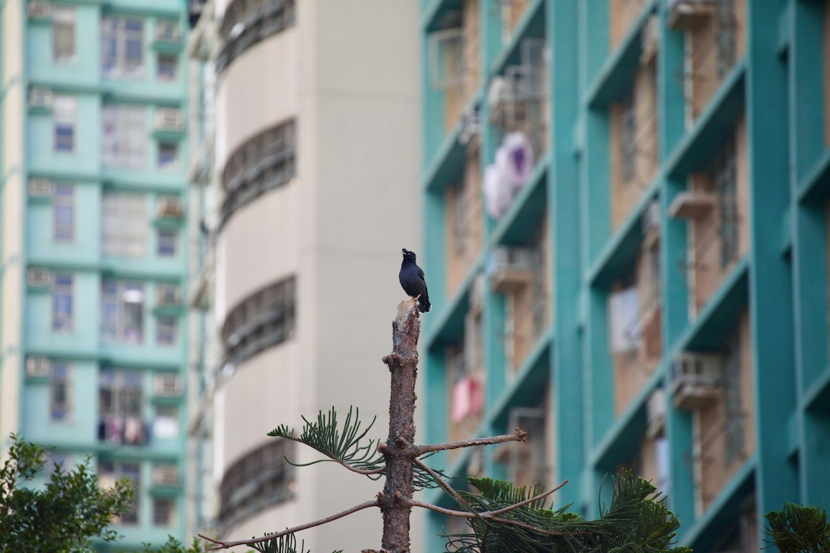 Хохлатая майна - ML645988644