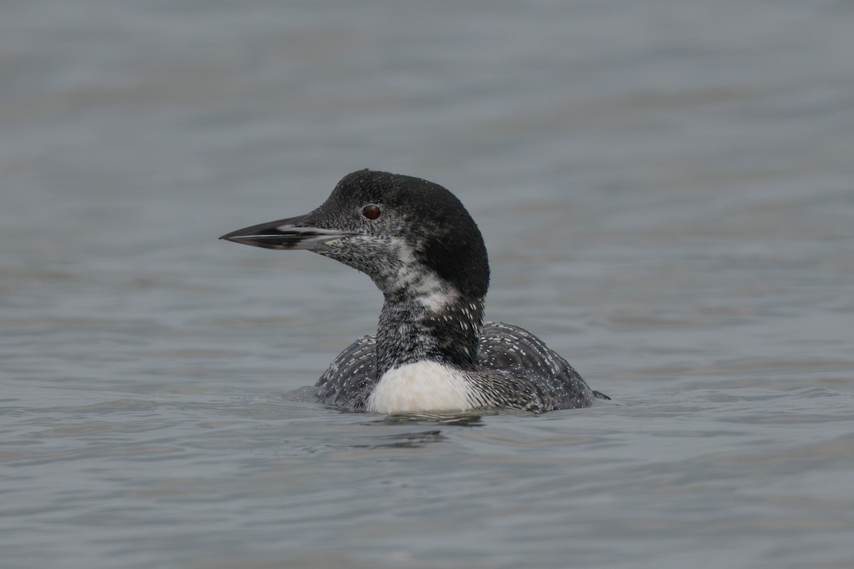 Черноклювая гагара - ML645988650