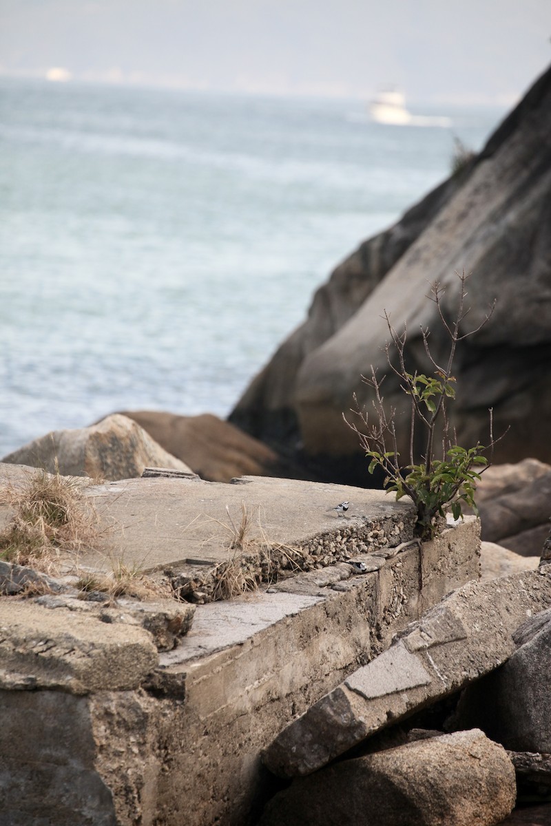 Белая трясогузка (leucopsis) - ML645988654