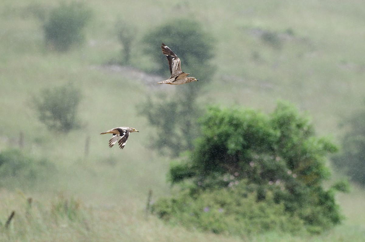 Авдотка - ML645988655