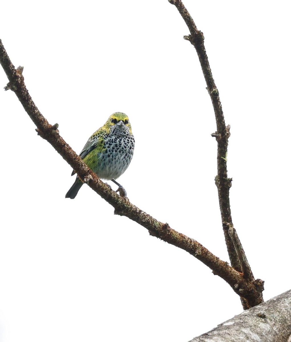 Крапчатая танагра - ML645988656