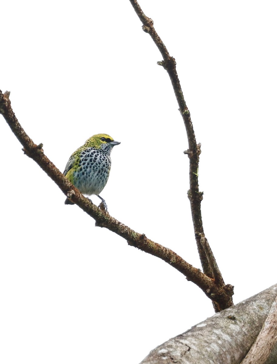 Крапчатая танагра - ML645988657